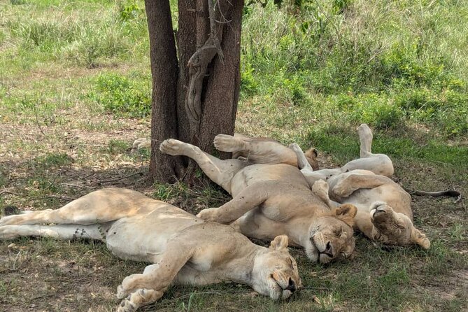 Mikumi National Park Day Trip by Train From Dar Es Salaam - Who will get the most from this safari