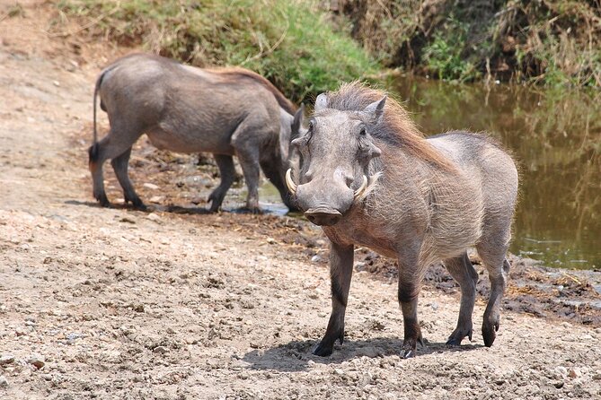 Mikumi National Park Day Trip by Train From Dar Es Salaam - Seven hours among Mikumi’s animals