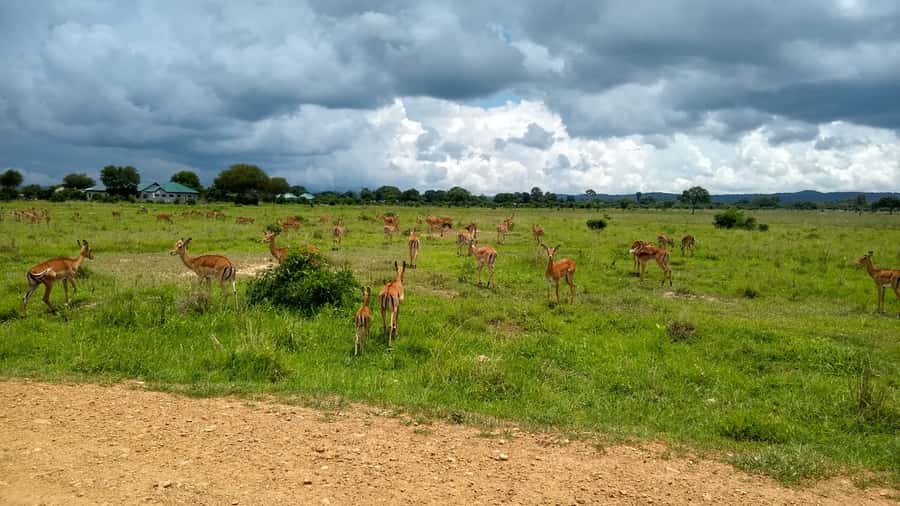Mikumi National Park Day Visit - Why Mikumi works as a one-day safari