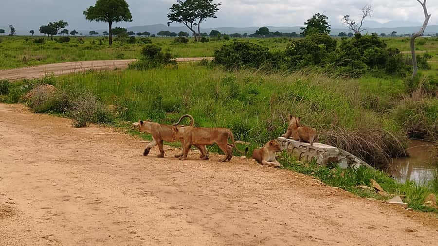 Mikumi National Park Day Visit - The animals you may see in Mikumi