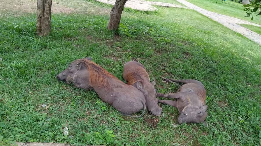 Mikumi National Park Day Visit - What the $560 price really covers