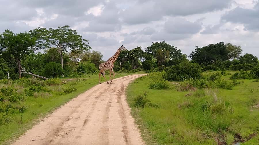 Mikumi National Park Day Visit - Who should book this day trip