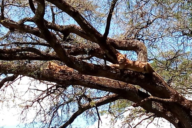 Mikumi national park full day tour - Key points to know before booking
