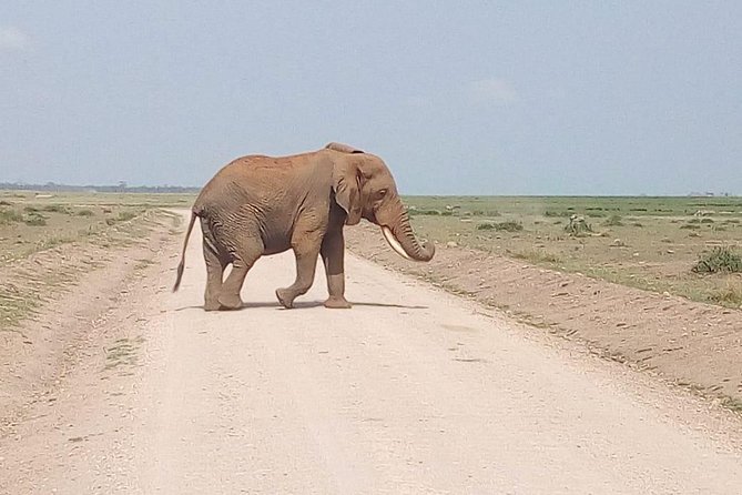 Mikumi national park full day tour - The afternoon drive adds another chance for wildlife