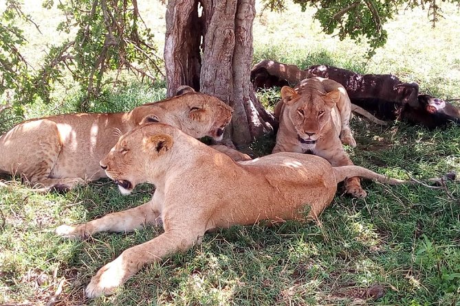 Mikumi national park full day tour - Is $400 per person good value?