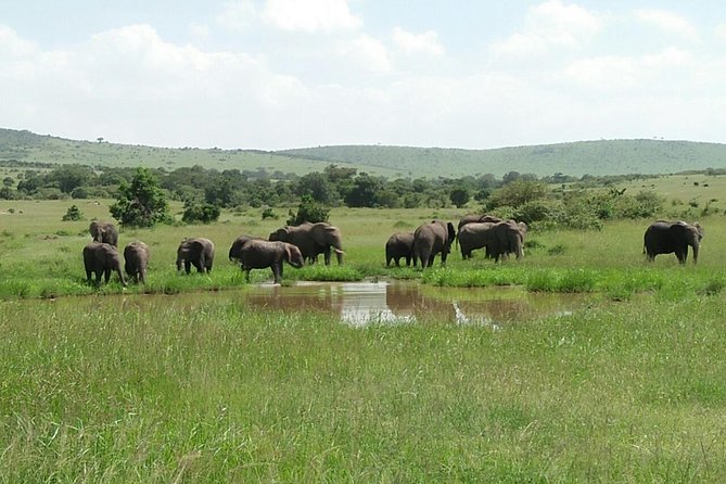 Mikumi national park full day tour from Dar es sallam - What the $370 price really covers