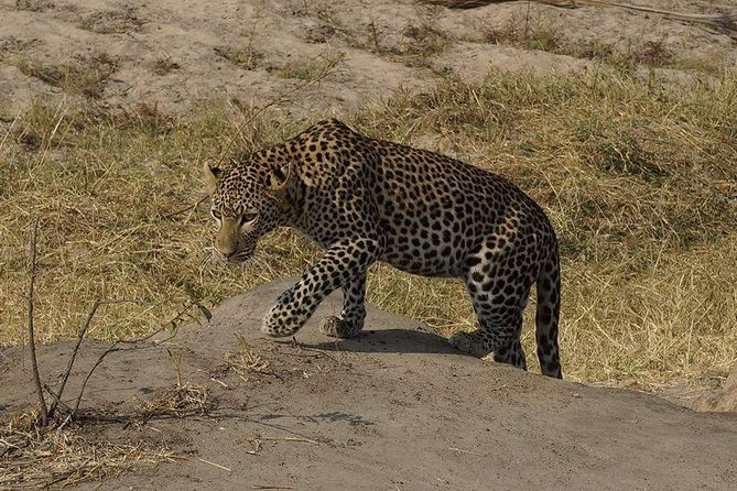 Mikumi National Park in a Day - A Day Tour from Morogoro - Why the 5:30 am start matters