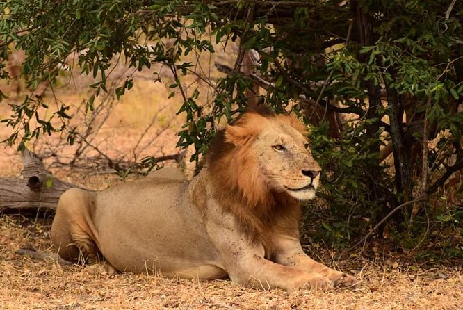 Mikumi National Park in a Day - A Day Tour from Morogoro - Who this day safari suits best