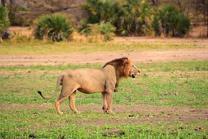 Mikumi National Park in a Day - A Day Tour from Morogoro - Planning the day without making it harder