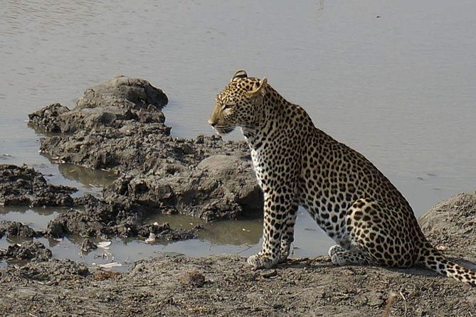 Mikumi National Park in a Day - A Day Tour from Morogoro - The Land Cruiser and the view from the roof
