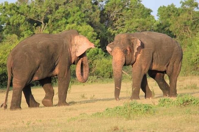 Minneriya / Kaudulla National Park Jeep Safari - Key points to know before booking