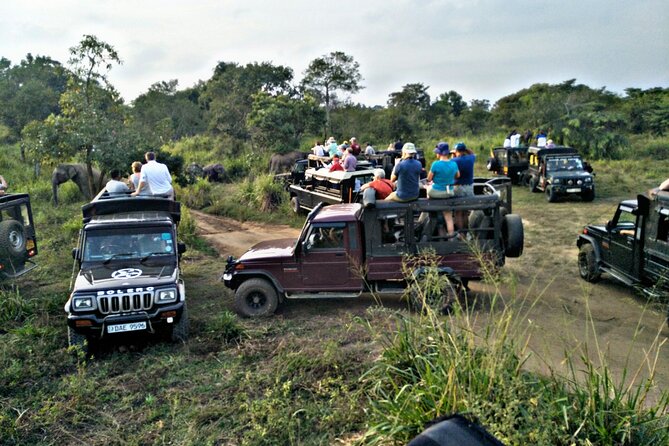 Minneriya / Kaudulla National Park Jeep Safari - Crocodiles, deer, buffalo, birds, and smaller surprises