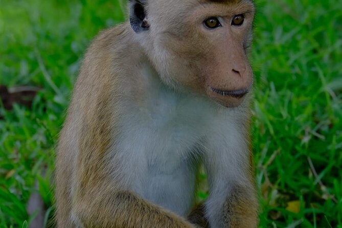 Minneriya / Kaudulla National Park Jeep Safari - What the guide adds to the experience