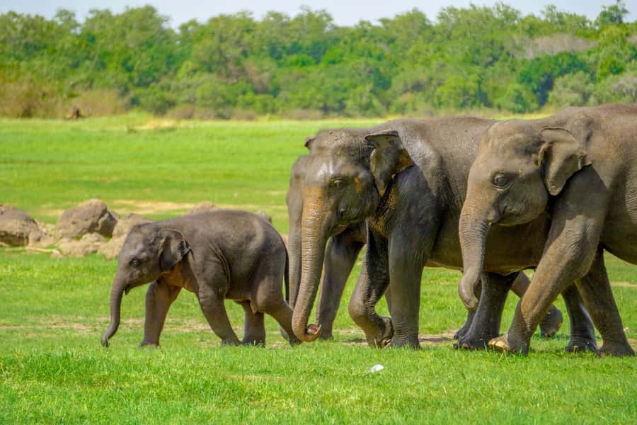 Minneriya: Minneriya National Park Private Elephant Safari - Why Minneriya is one of Sri Lanka’s best elephant outings