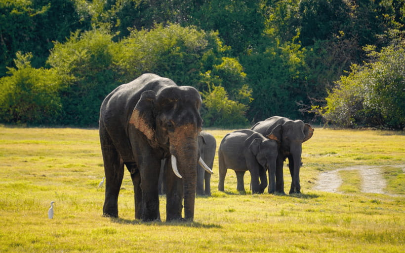 Minneriya: Minneriya National Park Private Elephant Safari - What you might see besides elephants