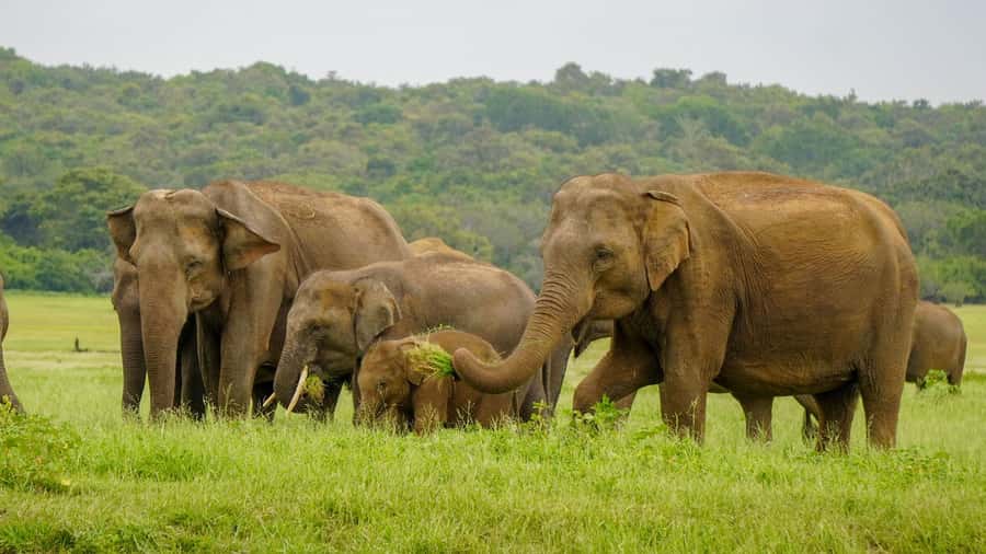 Minneriya: Minneriya National Park Private Elephant Safari - Guide quality and the value of a private vehicle