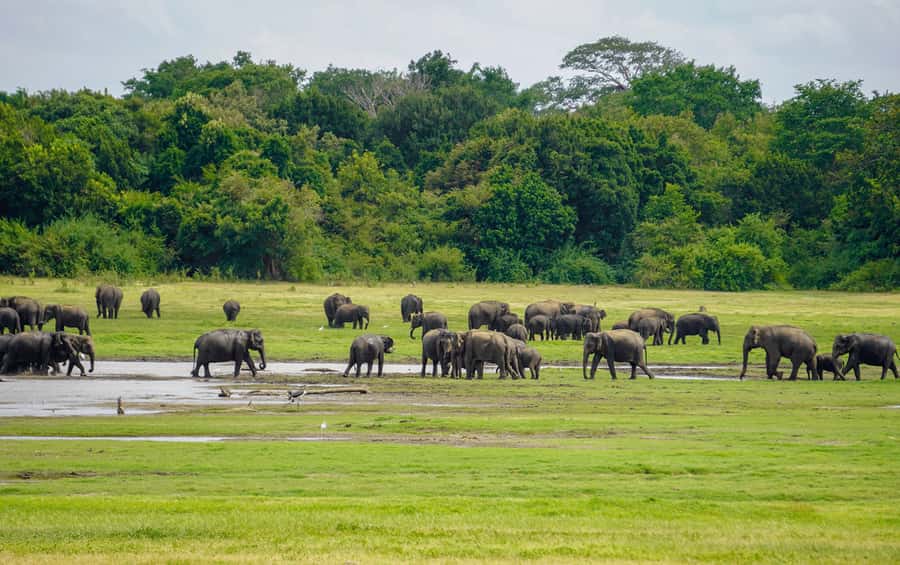 Minneriya: Minneriya National Park Private Elephant Safari - Is $38 a good price?