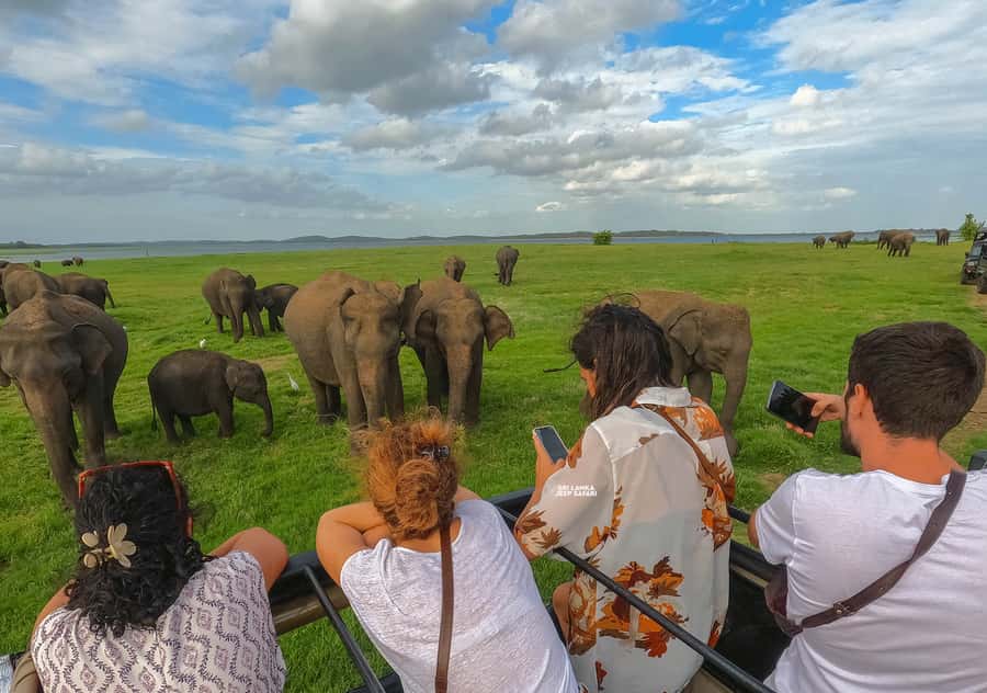 Minneriya: Minneriya National Park Private Elephant Safari - My verdict on the Minneriya elephant safari