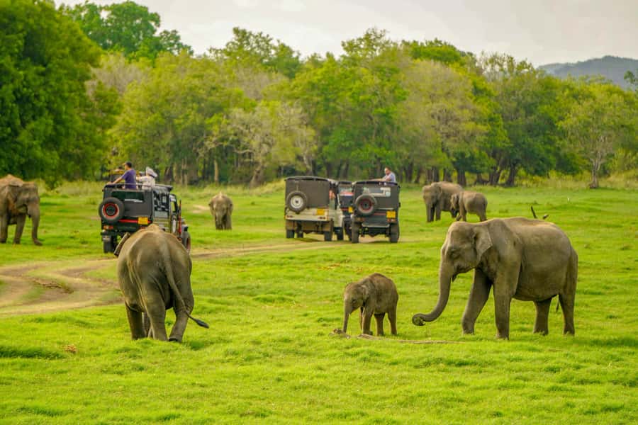 Minneriya: Minneriya National Park Private Elephant Safari - Your hotel pickup and the ride to the park