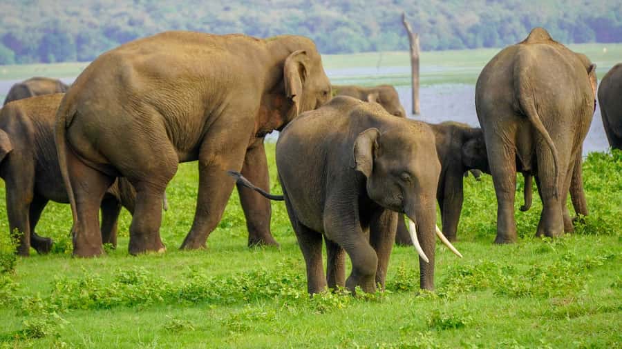 Minneriya: Minneriya National Park Private Evening Safari - Key points before you book