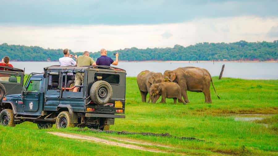 Minneriya: Minneriya National Park Private Evening Safari - The afternoon gathering at Minneriya Tank