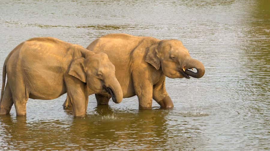 Minneriya: Minneriya National Park Private Evening Safari - How the private format affects the experience