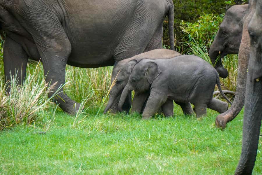 Minneriya: Minneriya National Park Private Evening Safari - Is $41 a good price?