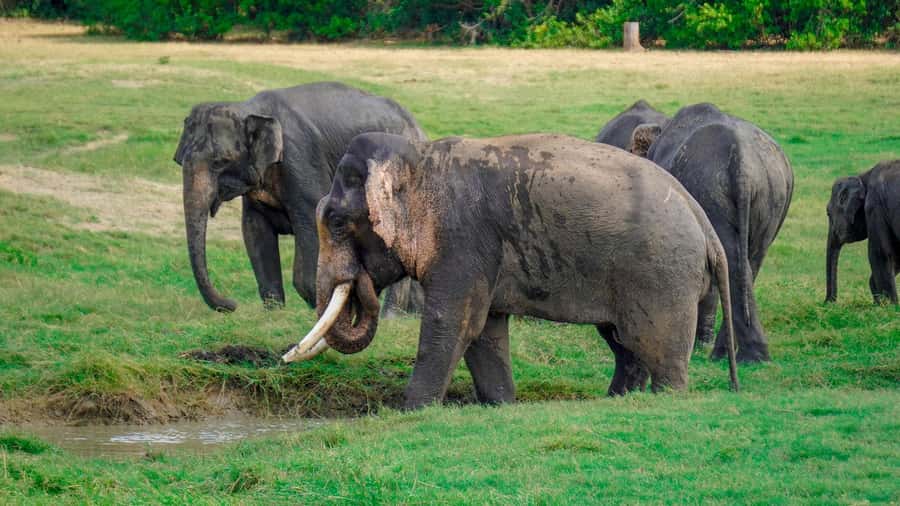 Minneriya: Minneriya National Park Private Evening Safari - What to bring and what not to expect