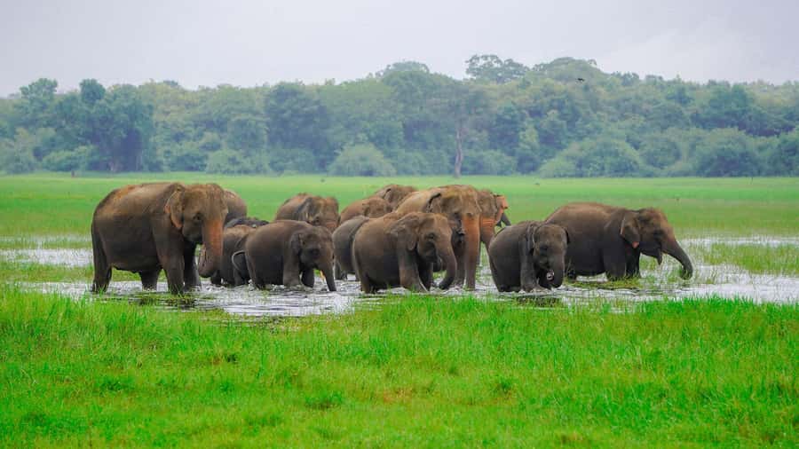 Minneriya: Minneriya National Park Private Evening Safari - Your pickup from Dambulla, Sigiriya, or Habarana