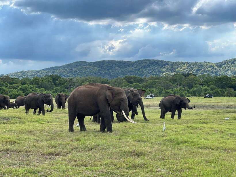 Minneriya: Minneriya National Park Private Jeep Safari - Why Minneriya is best known for elephants