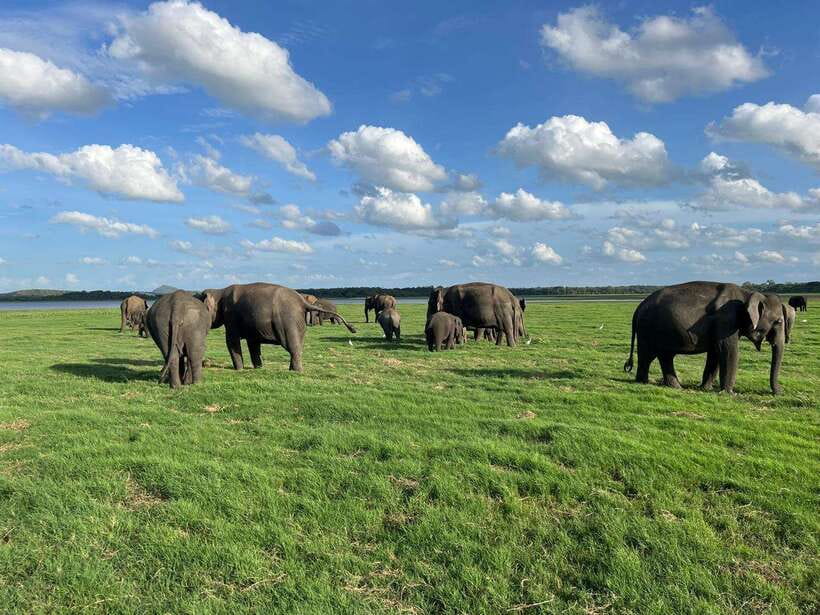 Minneriya: Minneriya National Park Private Jeep Safari - Your four hours in the private jeep