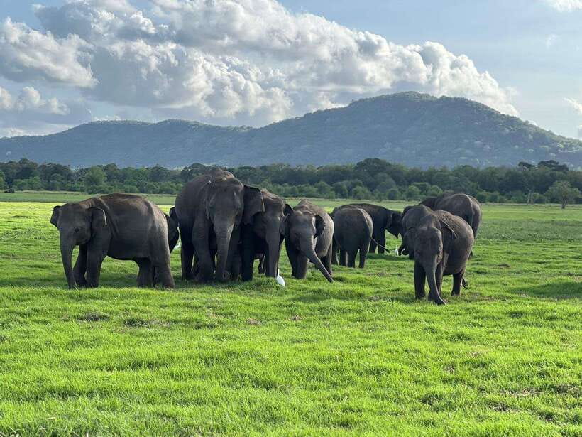 Minneriya: Minneriya National Park Private Jeep Safari - Elephants, buffalo, deer, and birds