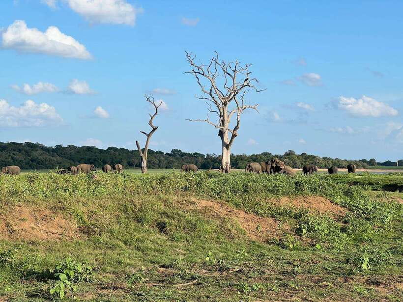 Minneriya: Minneriya National Park Private Jeep Safari - The guide and the value of a private vehicle