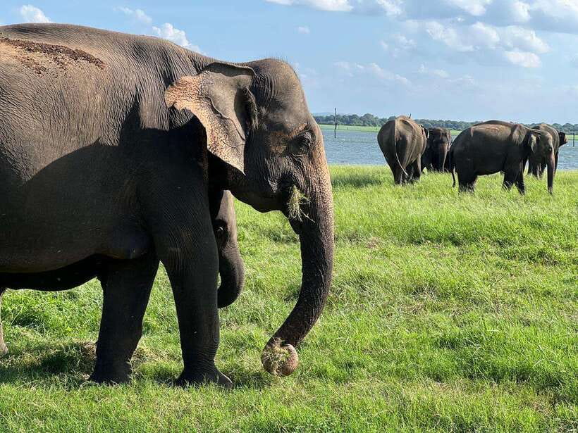 Minneriya: Minneriya National Park Private Jeep Safari - The park-change warning you should not ignore
