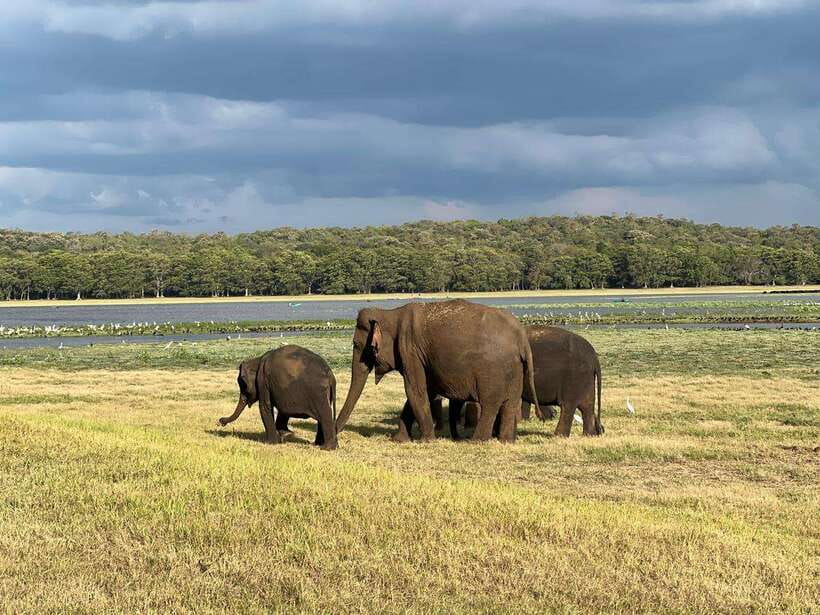 Minneriya: Minneriya National Park Private Jeep Safari - Comfort, clothing, and physical demands