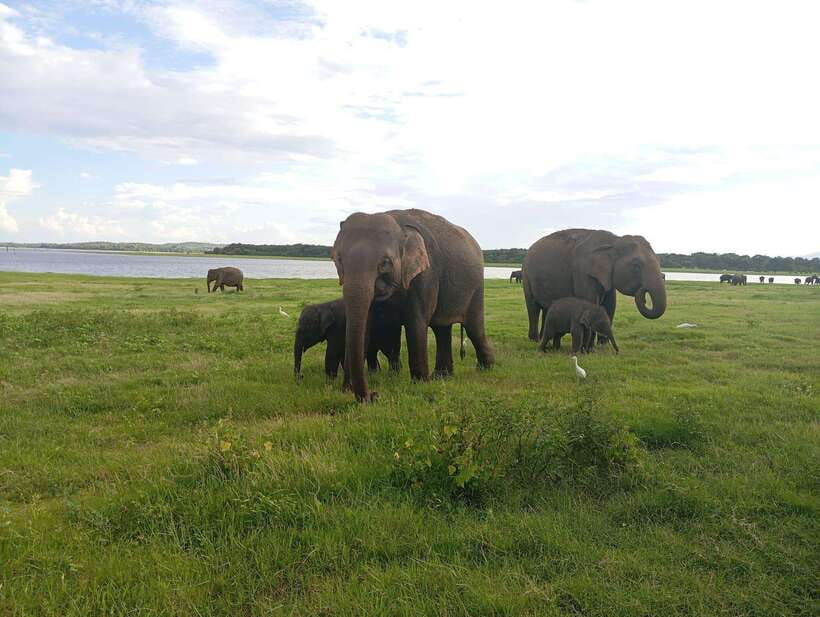 Minneriya: Minneriya National Park Private Jeep Safari - Who will get the most from this safari