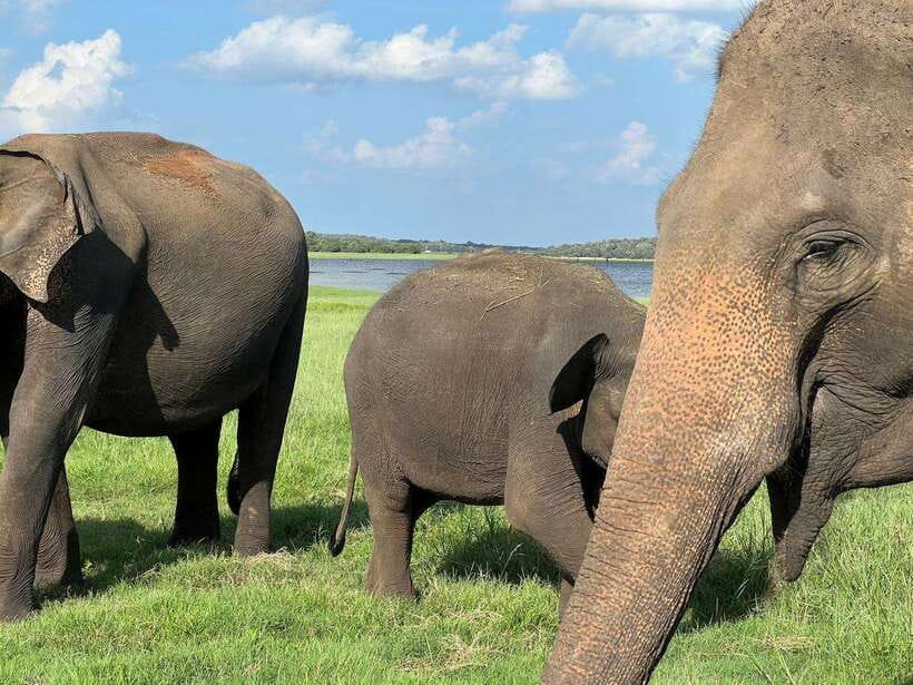 Minneriya: Minneriya National Park Private Jeep Safari - Booking advice for a smoother outing