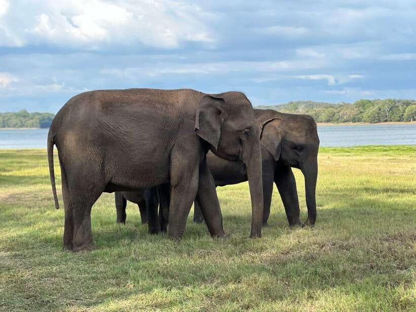 Minneriya: Minneriya National Park Private Jeep Safari - Morning or evening: choosing your safari time