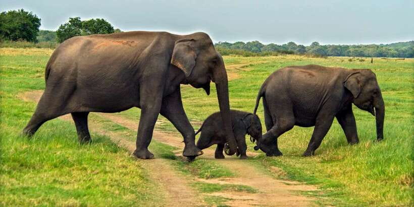 Minneriya: Minneriya National Park Private Safari - Key points to know before booking