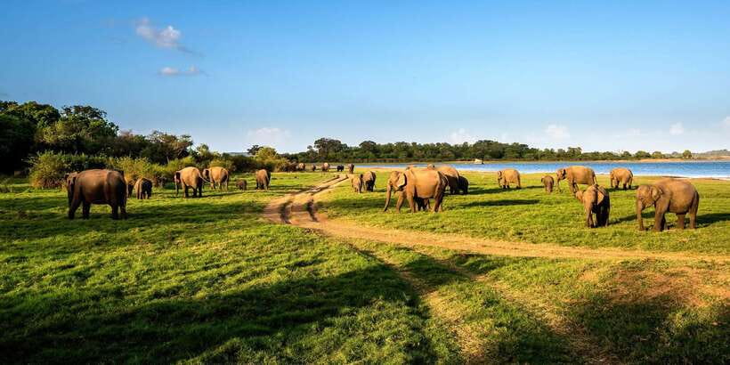 Minneriya: Minneriya National Park Private Safari - Why Minneriya is famous for elephants