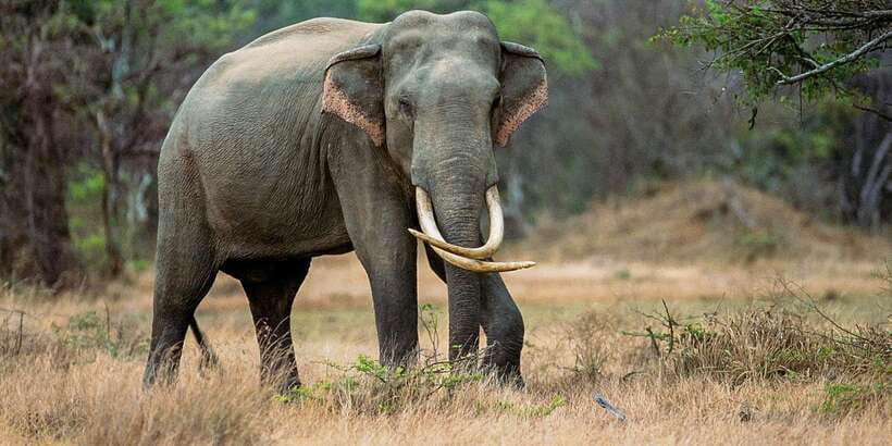 Minneriya: Minneriya National Park Private Safari - The best time to go, and why it can change