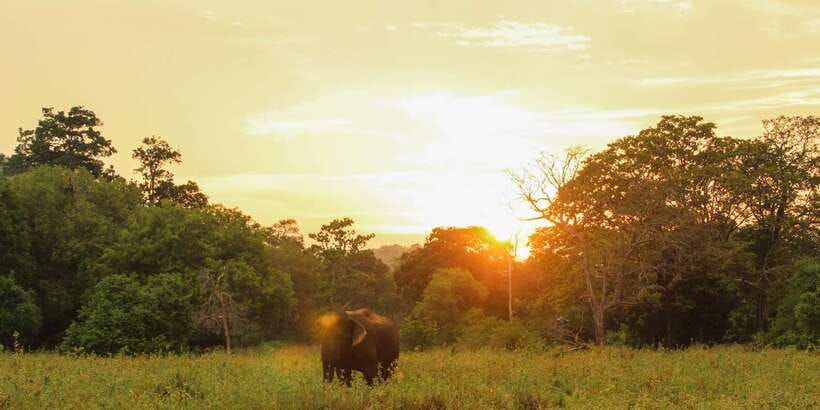 Minneriya: Minneriya National Park Private Safari - Getting close without crowding the animals