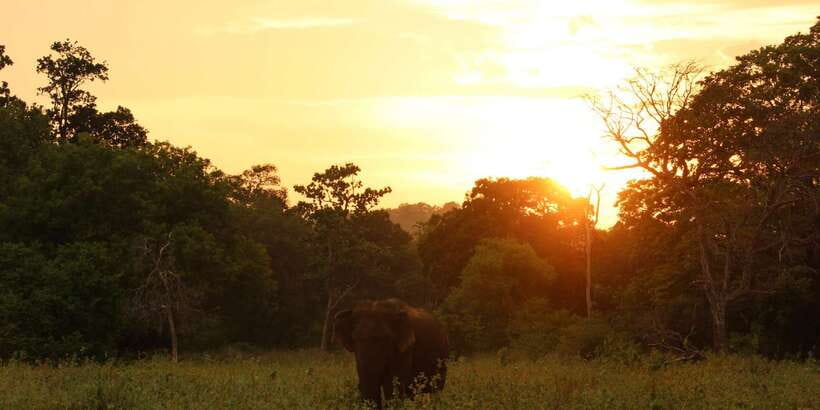 Minneriya: Minneriya National Park Private Safari - The value of a $26 private safari