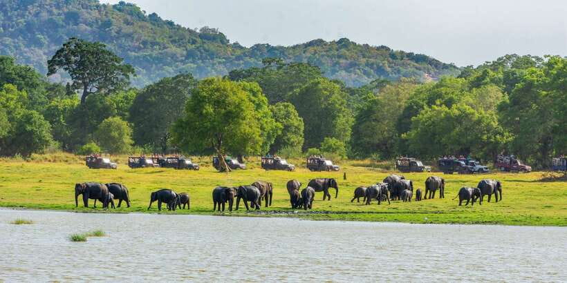Minneriya: Minneriya National Park Private Safari - Practical details that affect the day