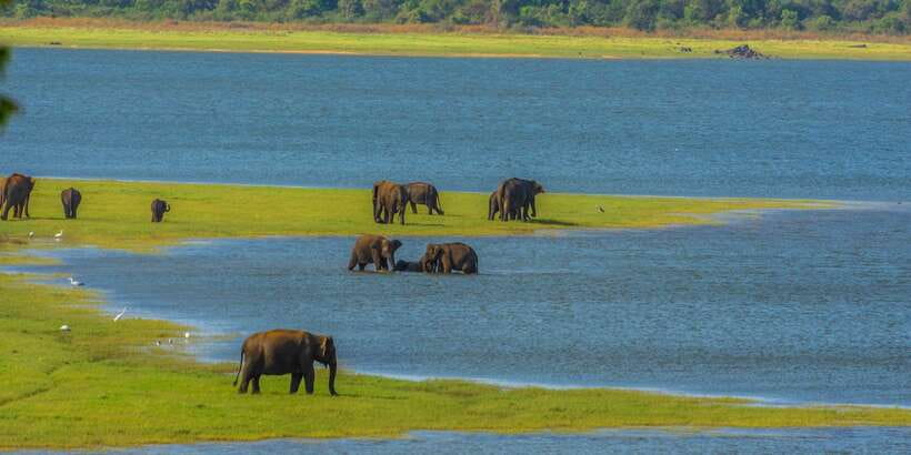 Minneriya: Minneriya National Park Private Safari - Who should choose this safari