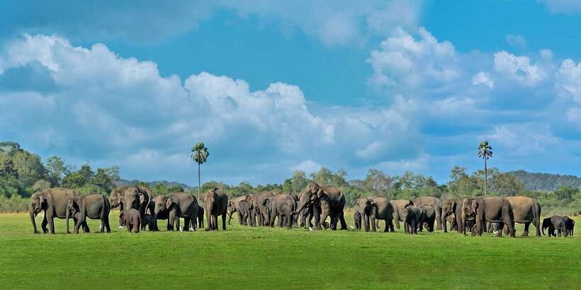 Minneriya: Minneriya National Park Private Safari - What the three-hour safari feels like