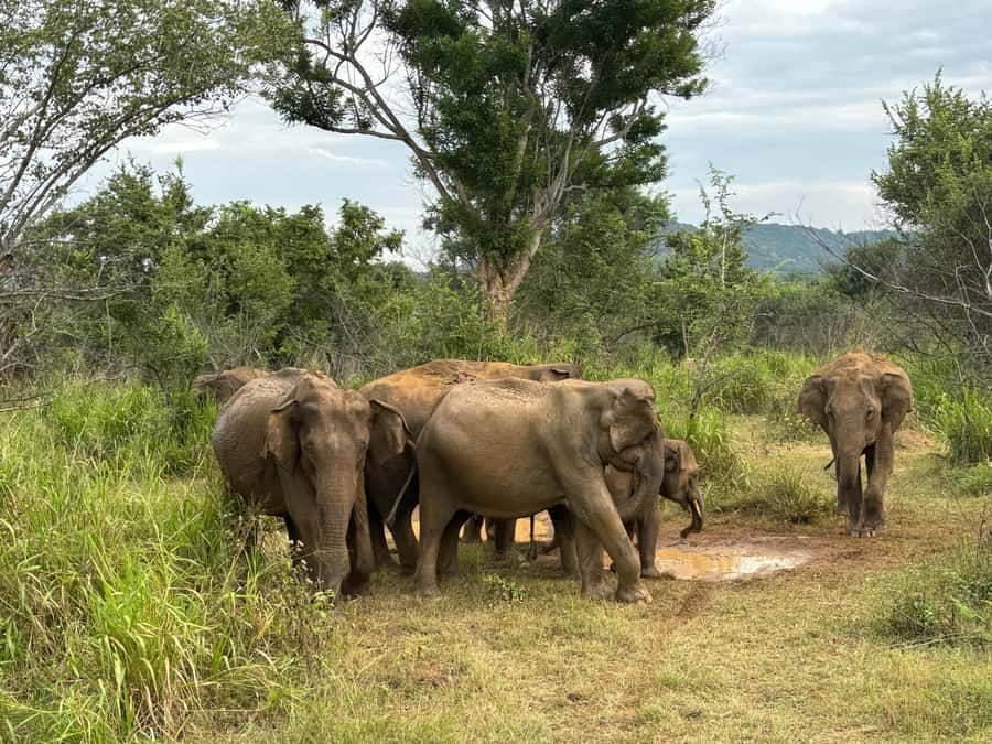 Minneriya National Park 4x4 jeep Safari Include Entrance Fee - Who will enjoy this safari most?