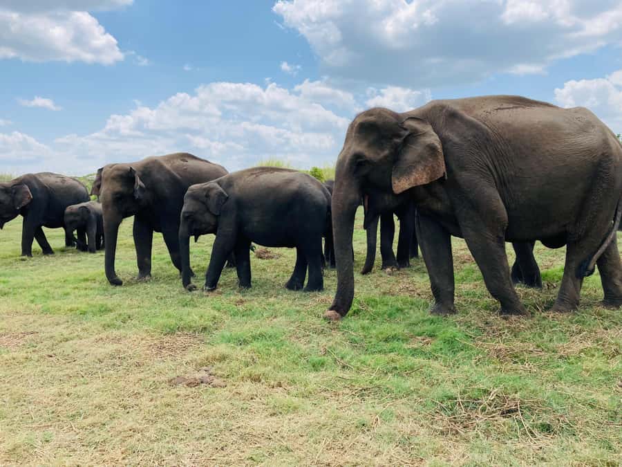 Minneriya National Park 4x4 jeep Safari Include Entrance Fee - Why Minneriya is famous for elephants