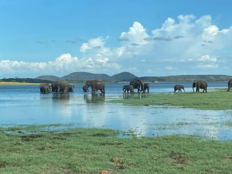 Minneriya National Park 4x4 jeep Safari Include Entrance Fee - At the entrance, the ticket is already arranged