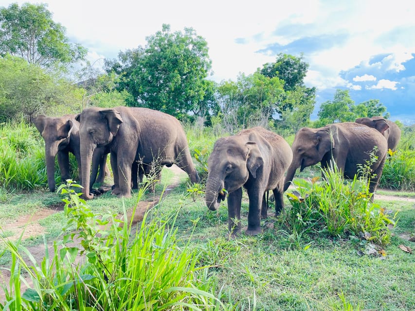 Minneriya National Park 4x4 jeep Safari Include Entrance Fee - Three to three and a half hours inside the park